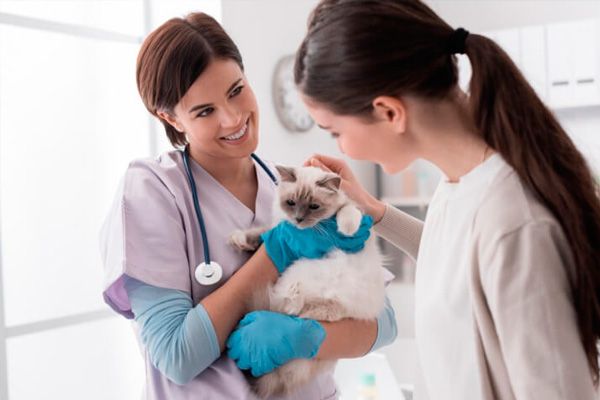 Gato en veterinaria
